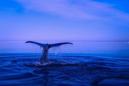 Bitcoin Whales Scoop Up $1 Billion Worth of BTC During Dip