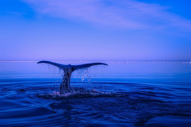Bitcoin Whales Scoop Up $1 Billion Worth of BTC During Dip