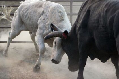 Bitcoin May Hit Record Highs on More Than 70 Days This Year: Van Straten