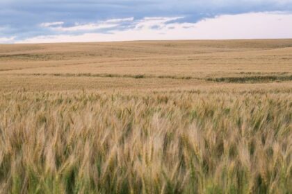 Bitdeer Buys 101 MW Gas Power Plant in Alberta, Canada for BTC Mining