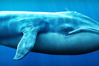 Whales Accumulate in an Altcoin – But the Price is a Big Disappointment