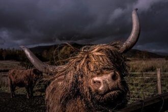 KULR Boosts Bitcoin Treasury to 800 BTC With $9M Purchase