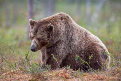 Ether Bears Are Done and That’s Fueling ETH’s Surge, Crypto Benchmark Issuer Says