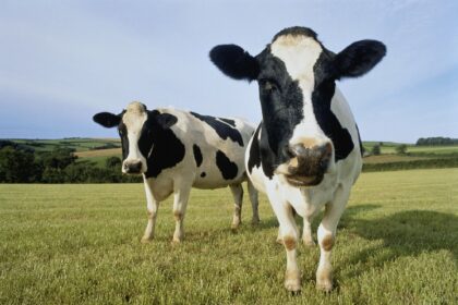 DEX Aggregator CoW Swap Targets 33% Trading Boost With Collaboration Feature, More Rewards