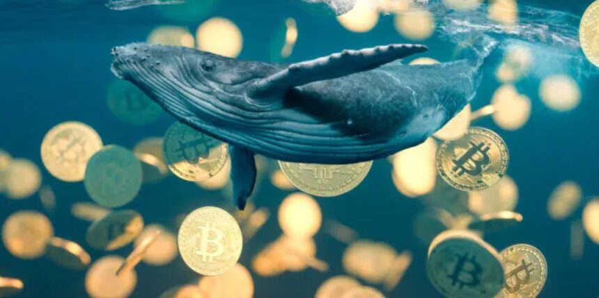 Bitcoin suffers the greatest liquidation of whales since 2022