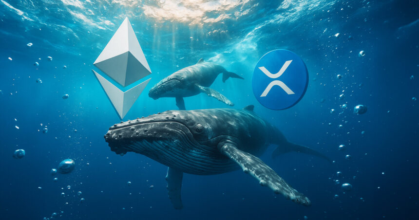While Ethereum whales rotate, XRP data shows a fatal concentration flaw that leaves one group holding the bag.