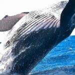 Bitcoin whale that sat through the March 2020 crash moves $378 million