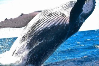 Bitcoin whale that sat through the March 2020 crash moves $378 million