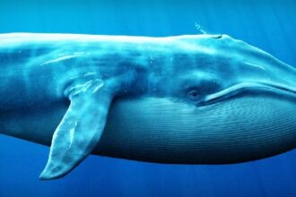 Whales Continue to Flock to This Altcoin
