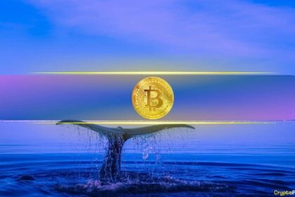 Bitcoin’s Biggest Holders Ramp Up Buying While Retail Traders Remain Flat