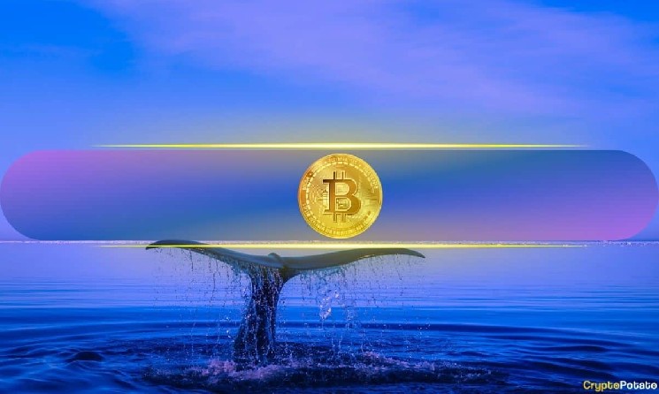 Bitcoin’s Biggest Holders Ramp Up Buying While Retail Traders Remain Flat
