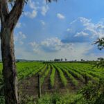 Cardano Hits Major Milestone With 100,000 Indian Farms